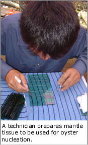 A technician prepares mantle tissue for oyster nucleation
