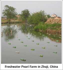 Freshwater Pearl Farm in Zhuji, China