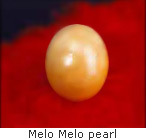 Harvesting cultured pearls from the oyster