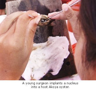 Implanting a nucleus into a saltwater pearl mollusk
