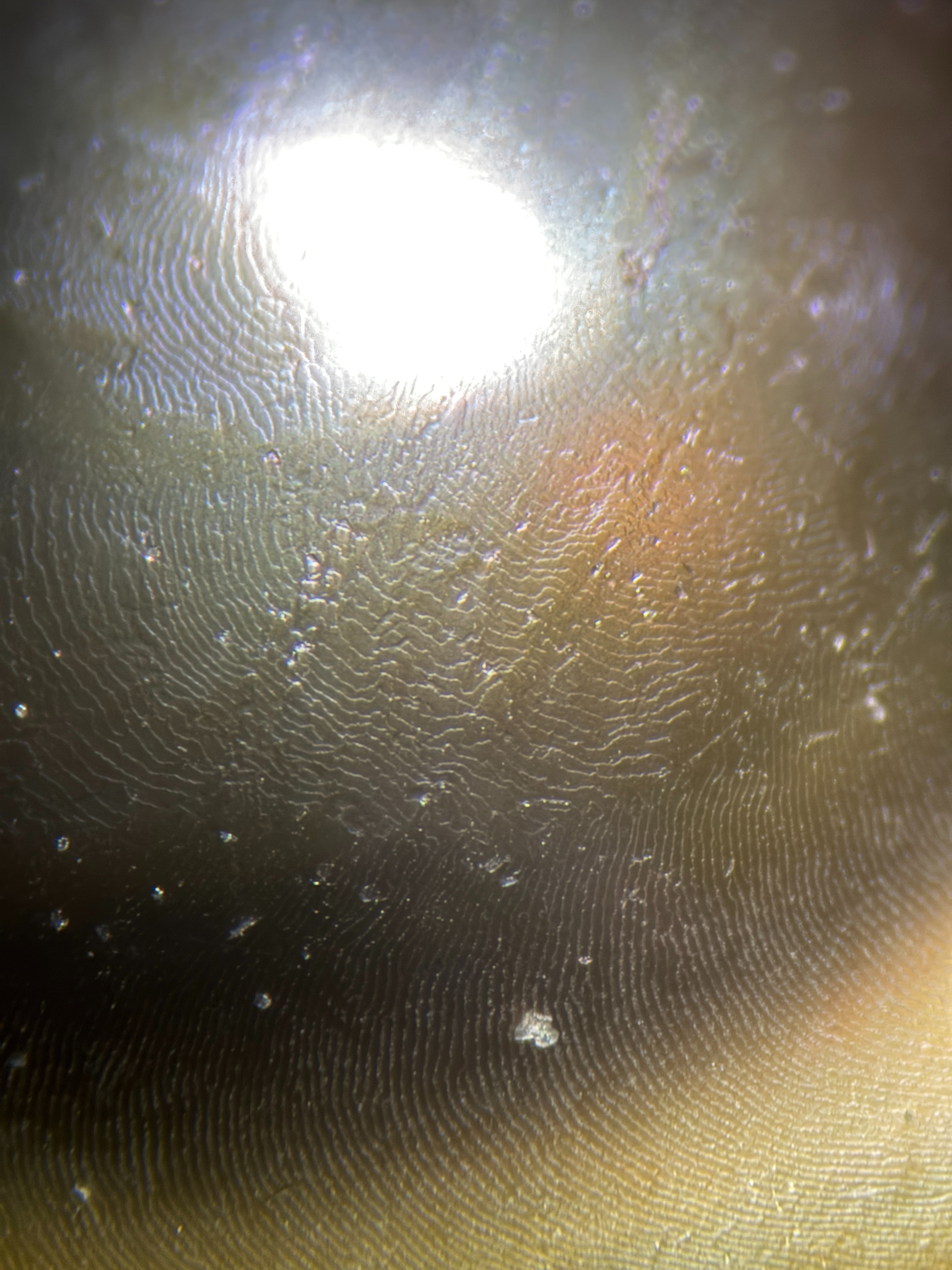 058D0CF3-0C8B-4AF0-8440-E52C4FE9B103.jpeg
