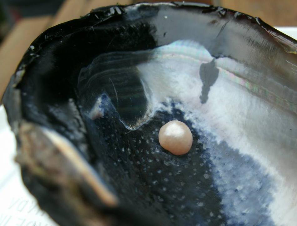 Natural pearl attached to the shell