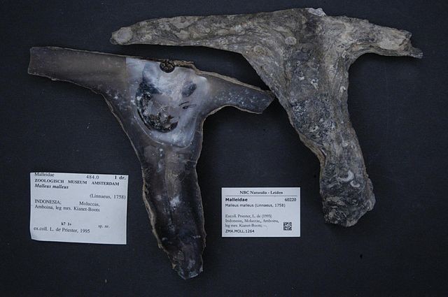 640px-Naturalis_Biodiversity_Center_-_ZMA.MOLL.1264_-_Malleus_malleus_%28Linnaeus%2C_1758%29_-_Malleidae_-_Mollusc_shell.jpg