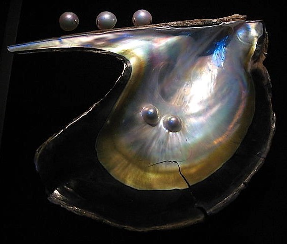 Mabe-gai shell with two blister pearls