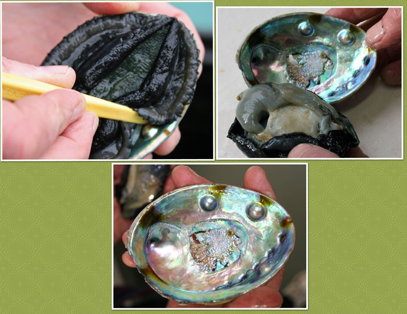 Harvesting Blue abalone blister pearls