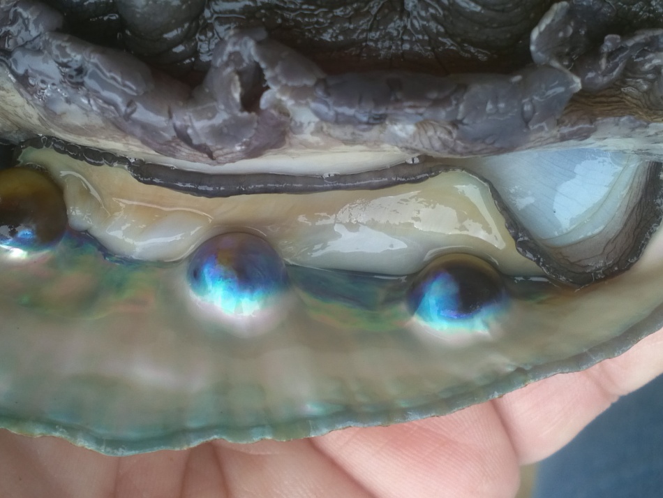 Abalone blister pearls for Mabe from Chile