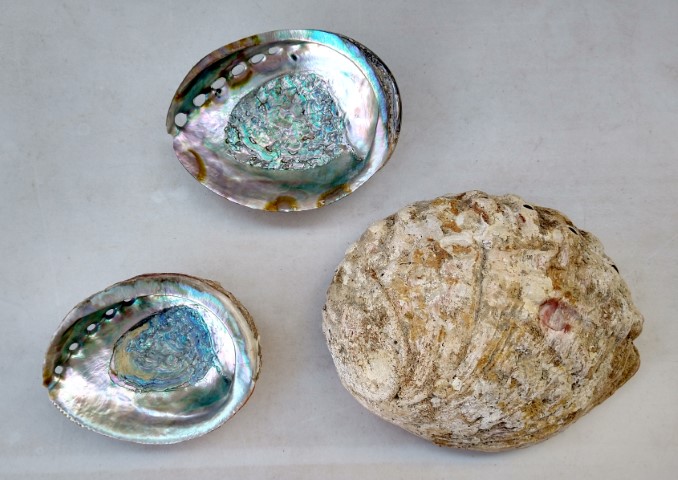 Abalone Shells Haliotis (2) (Small).jpg