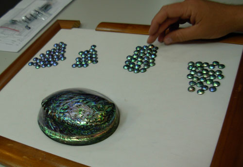 advanced separation of abalone pearls