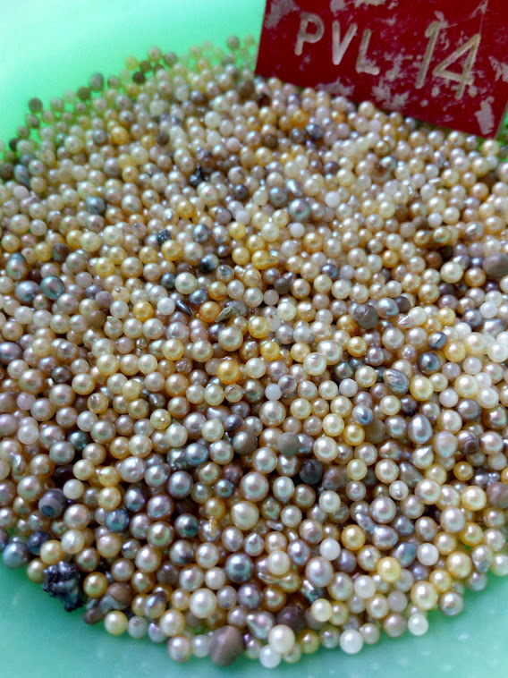 freshly harvested Vietnamese akoya pearls