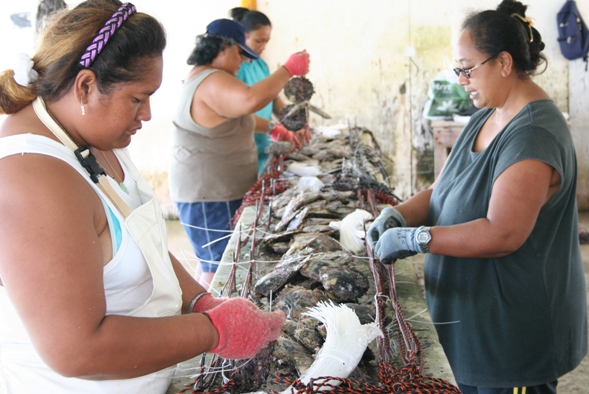 Tying Tahitian pearl oysters to chaplet lines