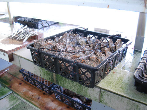 basket of oysters.JPG