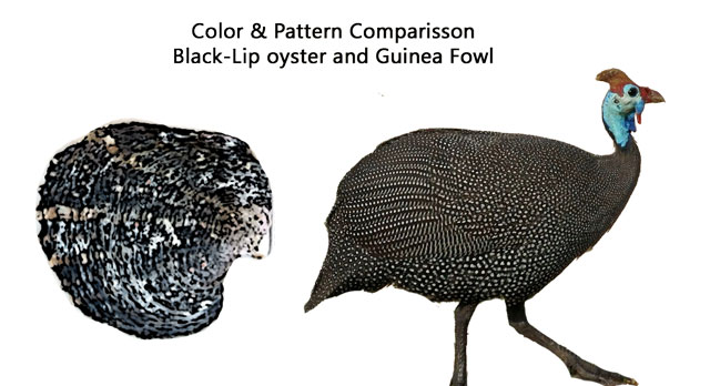 Blacklip-vs-guinea-fowl.jpg