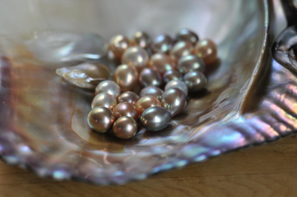 Loose metallic, exotic color freshwater pearls in shell