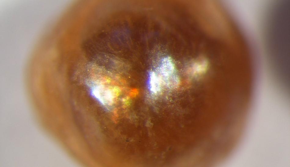 example of a highly transparent for a pearl. Layers are refracting light, causing interference colors