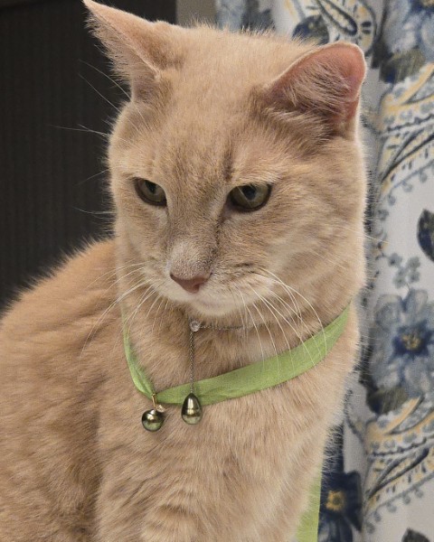 Dex with pistachio tahitians.jpg