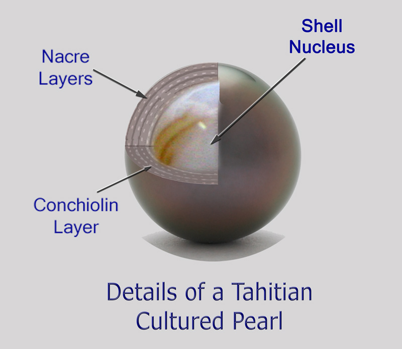 Diagrama-Grosor-Tahiti-Black-Pearl.jpg
