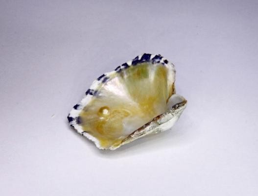 fetch?id=350611&d=1371412496.jpg - Pipi shell with natural blister
