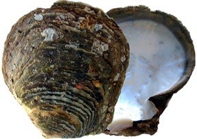 Pinctada mazatlanica shell