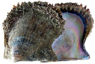 Pteria sterna shell