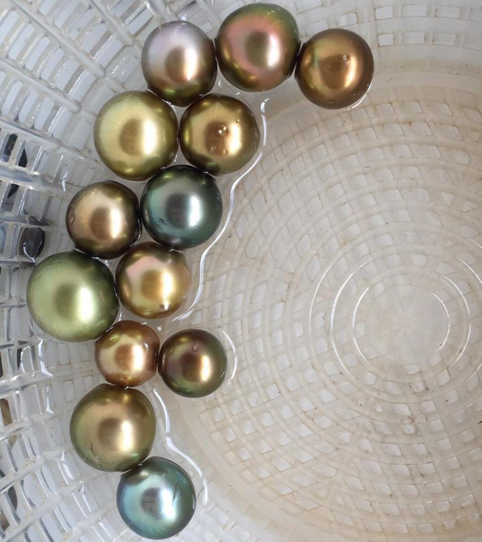 Loose, colorful Fijian pearls freshly harvested