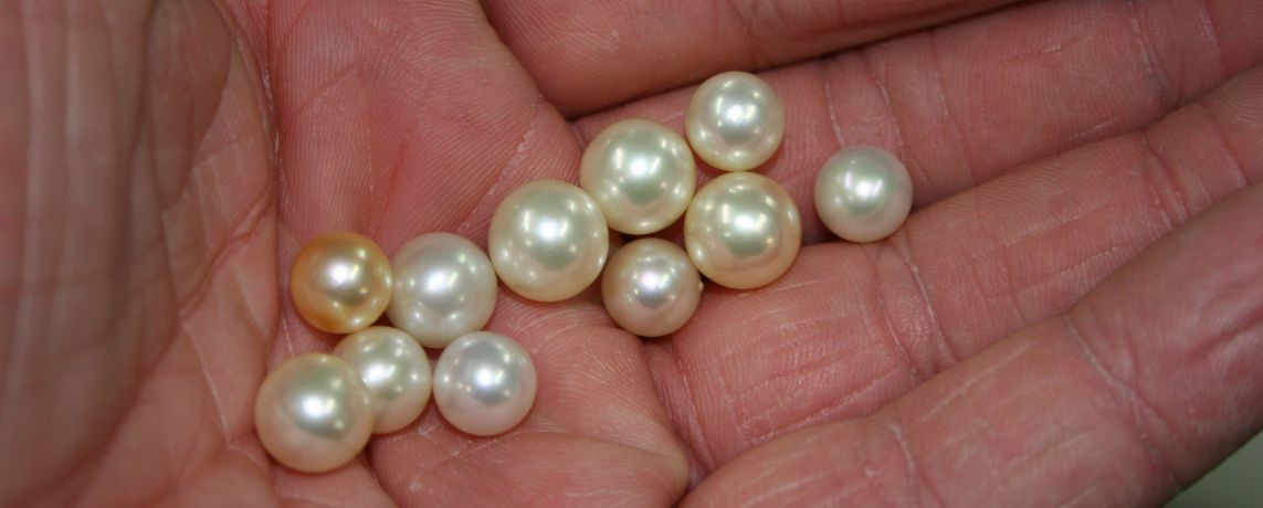 freshly harvested akoya pearls.JPG