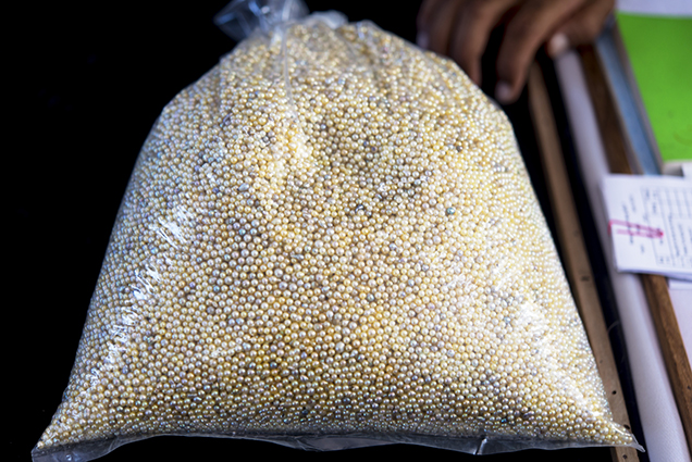 Freshly harvested akoya pearls.jpg