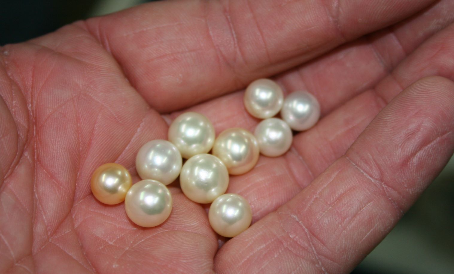 freshly harvested akoya pearls.JPG