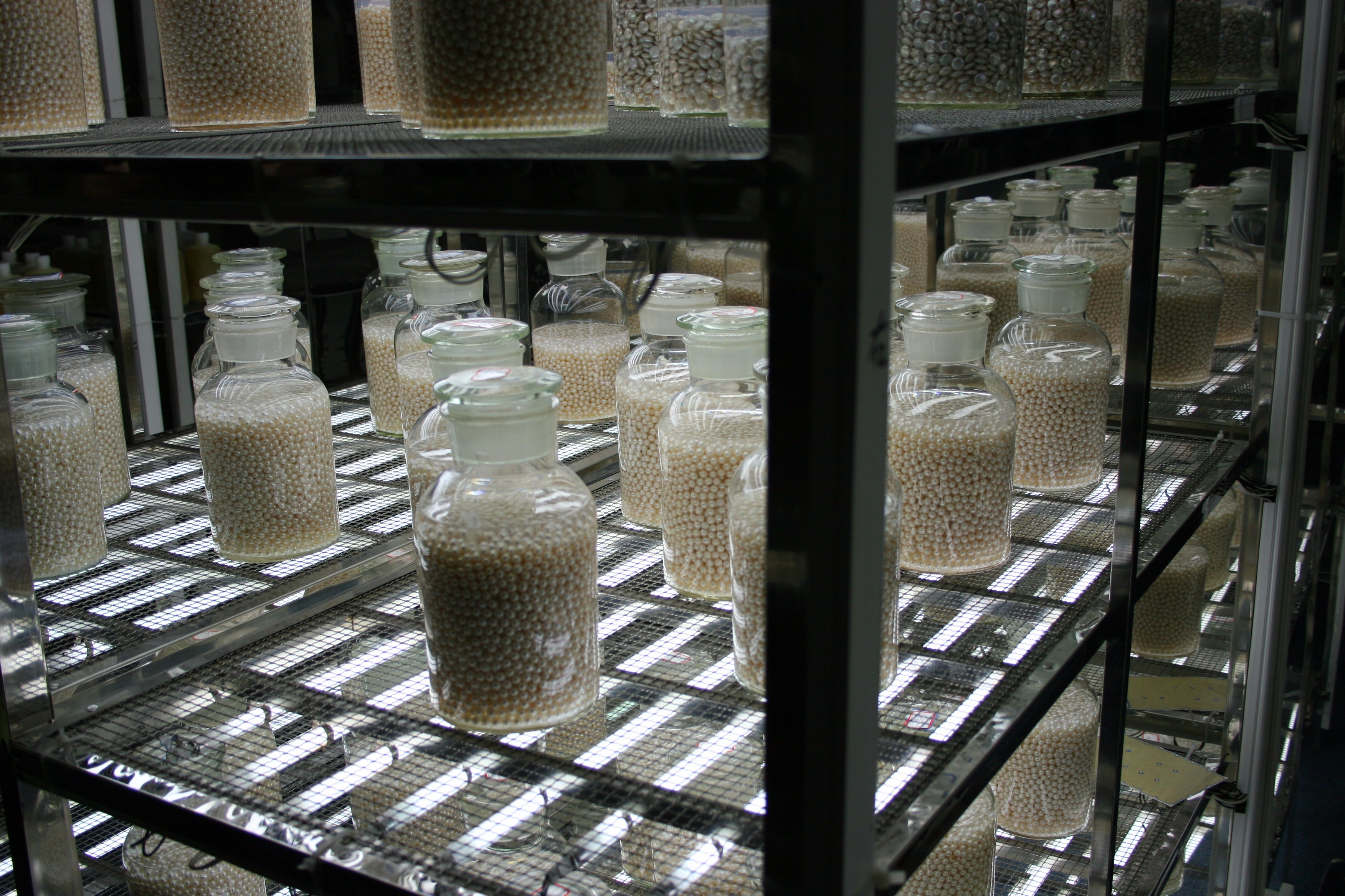 freshwater pearls being bleached in hydrogen peroxide