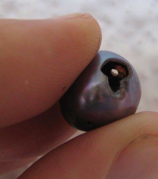 Perla de Chocolata (2).jpg - Natural Pearl found in a "Chocolate Clam"