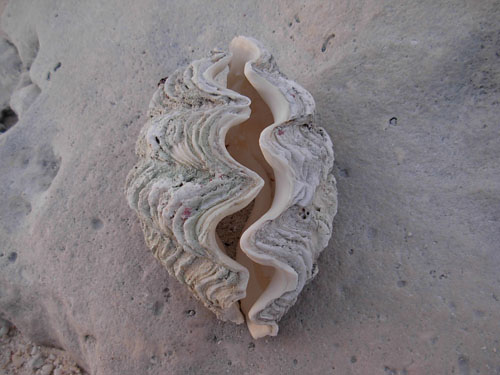 giant clam shell.JPG