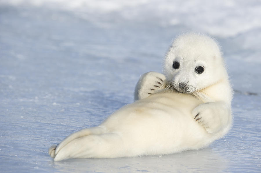 harp-seal-pup.jpg