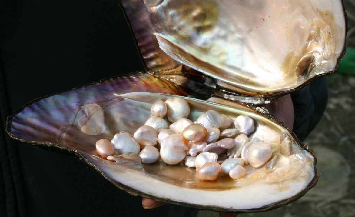 Harvesting Freshwater Pearls.jpg