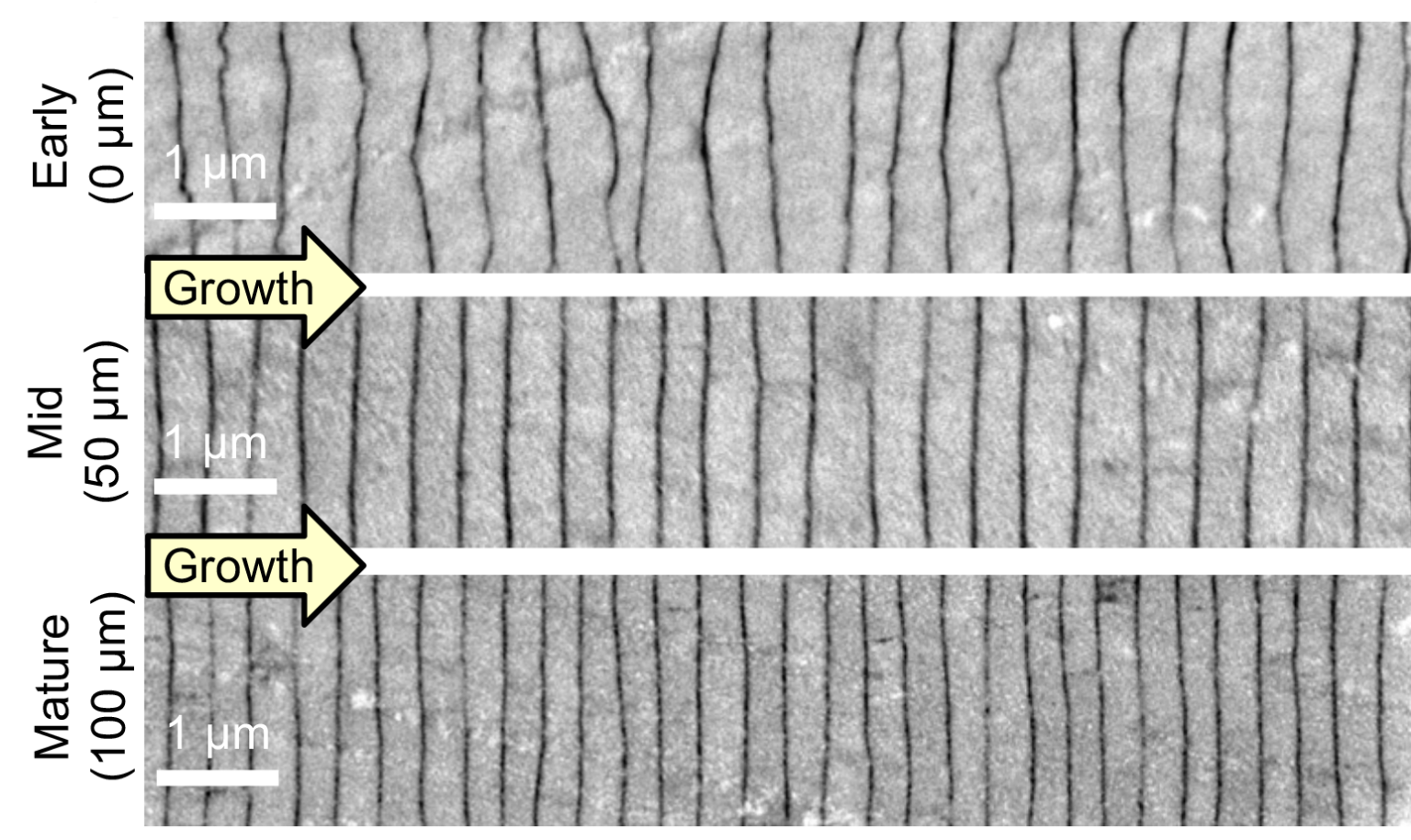 how-pearls-achieve-nanoscale-precision-nacre_growth-1536x915.png