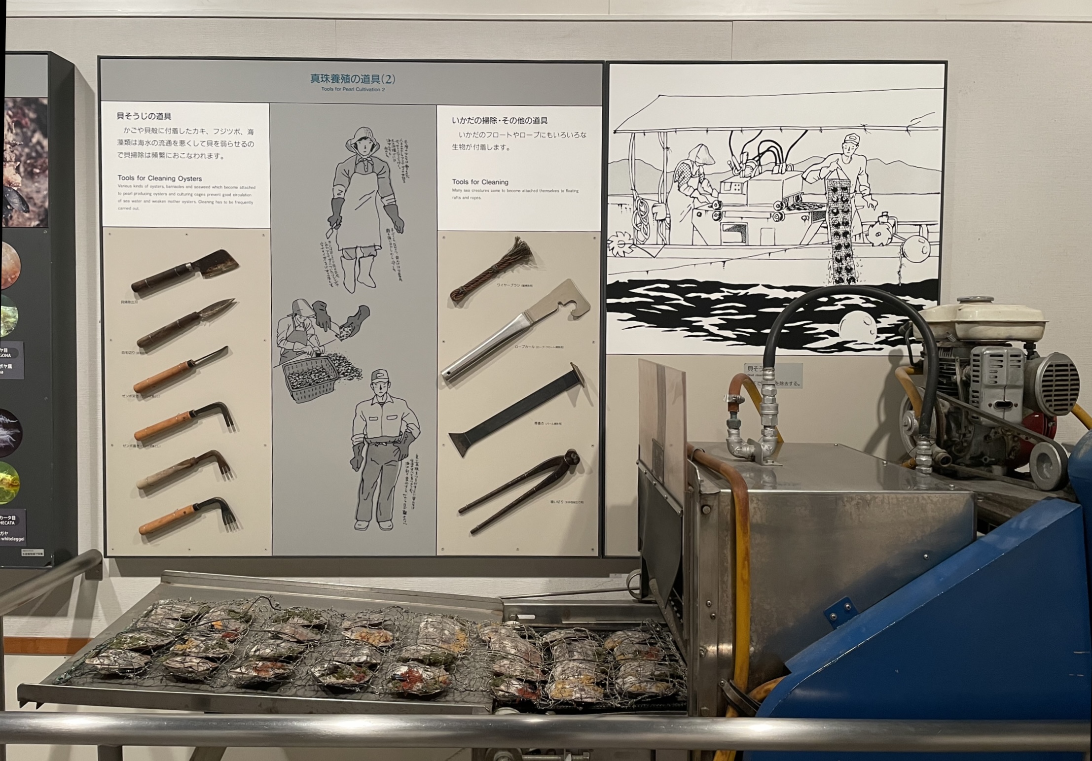Tools for cleaning oysters - Mikimoto Pearl Museum