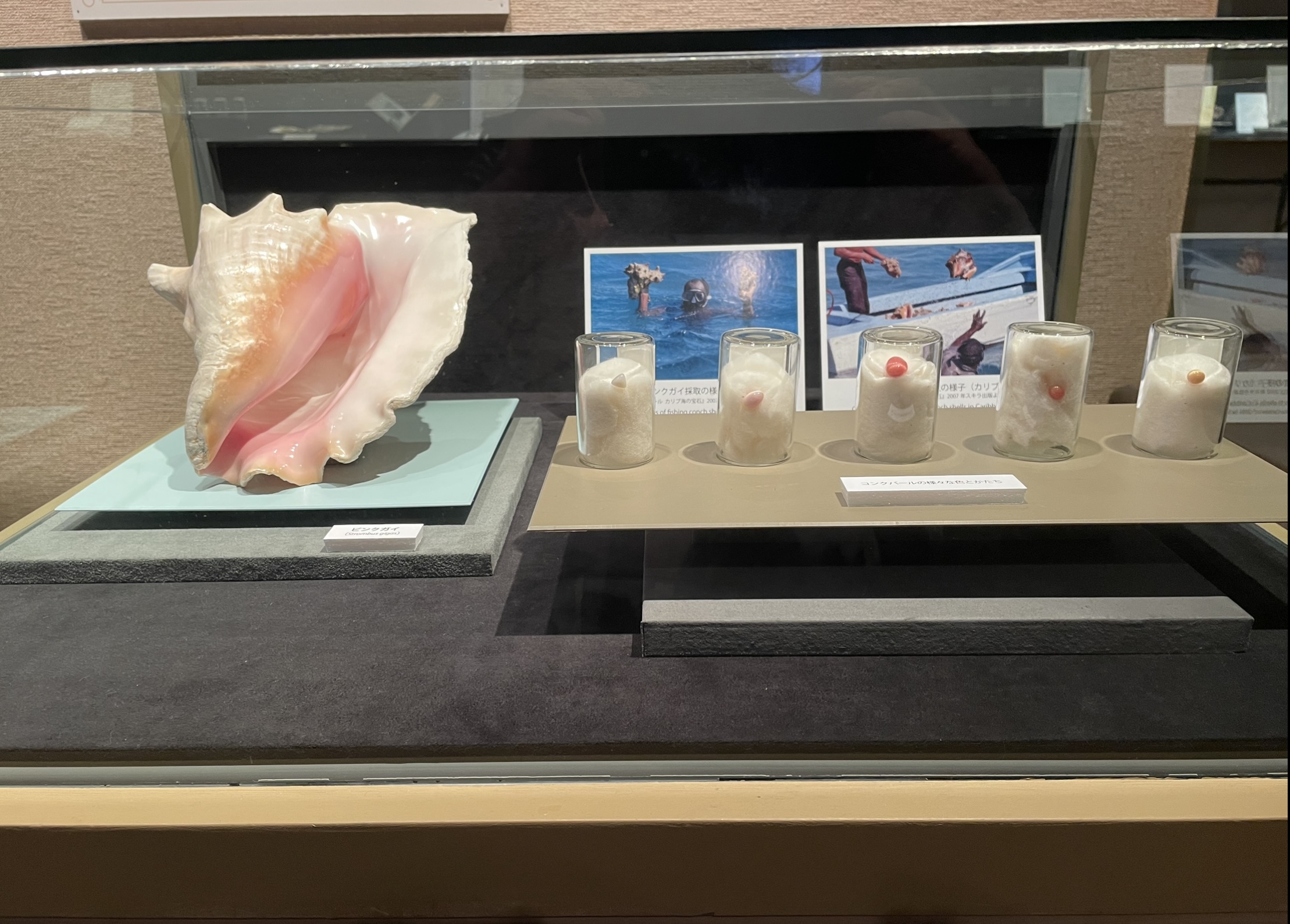 Conch pearls - Mikimoto Pearl Museum