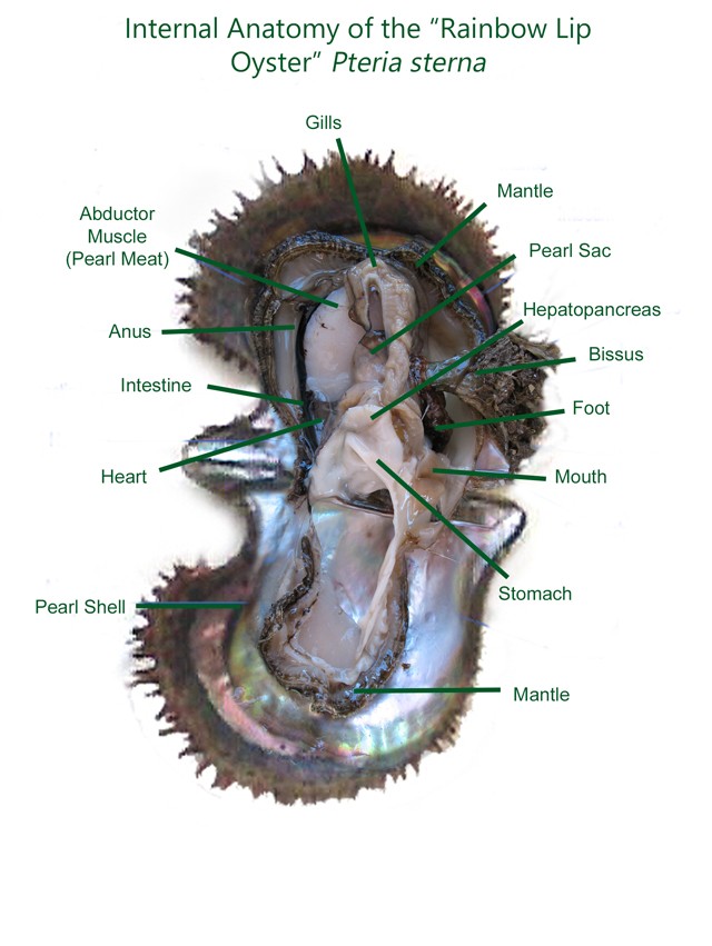 Internal-Anatomy-Pteria-sterna.jpg - Internal Anatomy of the Rainbow Lip Pearl Oyster Pteria sterna