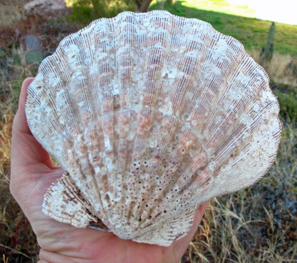 Nodipecten subnudosus shell - Click image for larger version  Name:	Lyropecten subnudosus 002.JPG Views:	0 Size:	309.7 KB ID:	451777