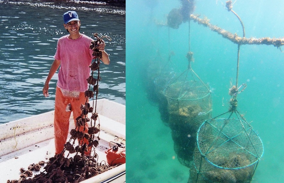 Rope culturing (chaplets) and lantern nets to protect the pearl oysters