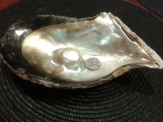 Mabe gai pearl oyster