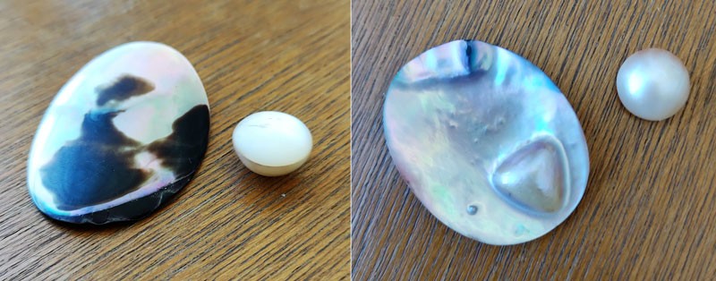 Mabe nucleus and blister pearl still in shell