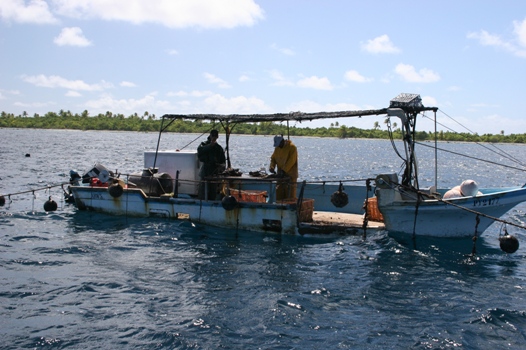 Tahitian pearl oyster cleaning boat