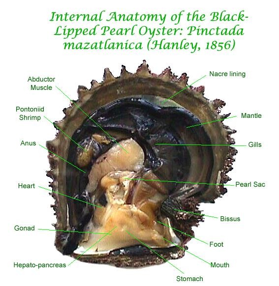 Mollusc anatomy.jpg