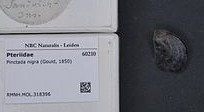 Naturalis_Biodiversity_Center_-_RMNH.MOL.318396_1_-_Pinctada_nigra_(Gould,_1850)_-_Pteriidae_...jpeg