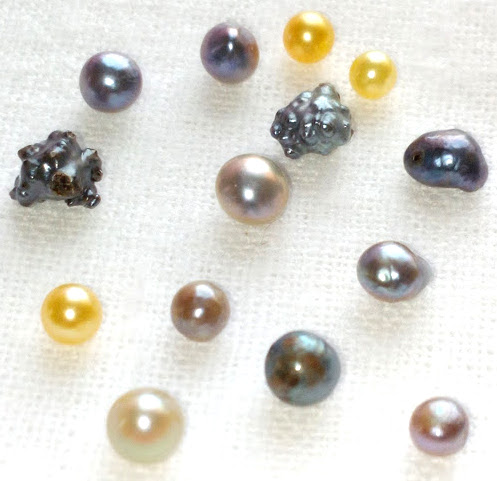 Newly harvested akoya pearls from Vietnam with rare shapes and colors