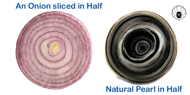 Onion-vs-Pearl-comparisson.jpg