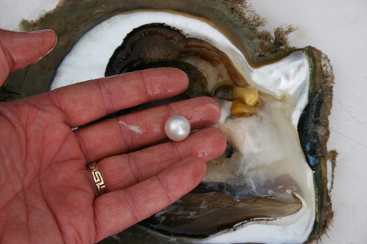 Harvesting a South Sea pearl directly from the oyster