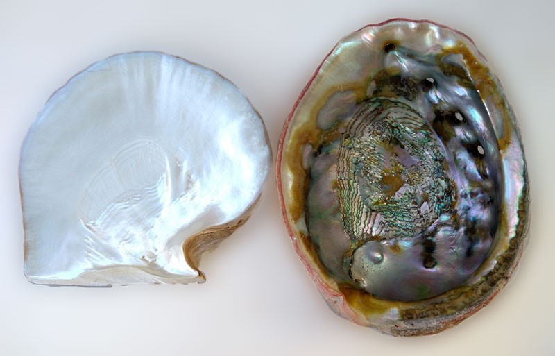 Silver Lip and Red Abalone