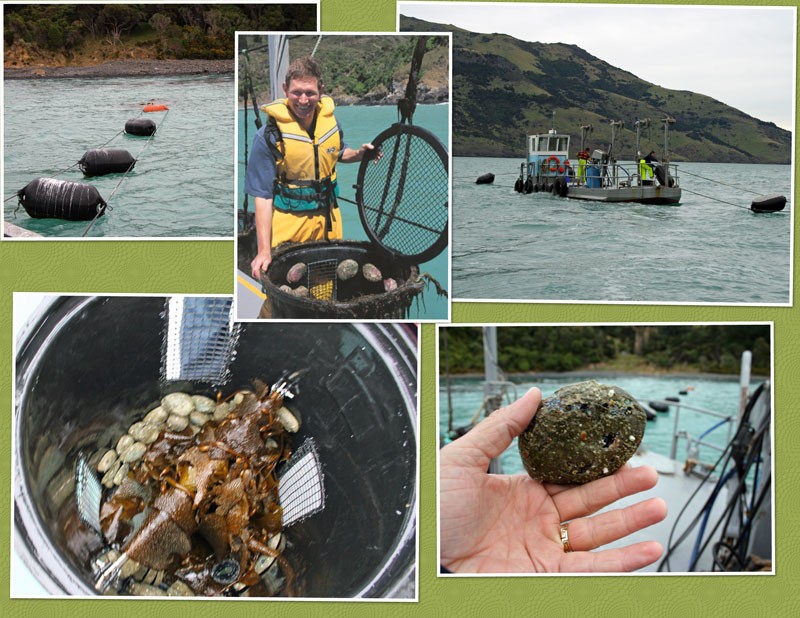 Images from the Eyris Blue abalone mabe pearl farm in New Zealand