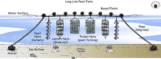 Pearl-Farm-Diagram - Diagram of a Long-Line Pearl Farm