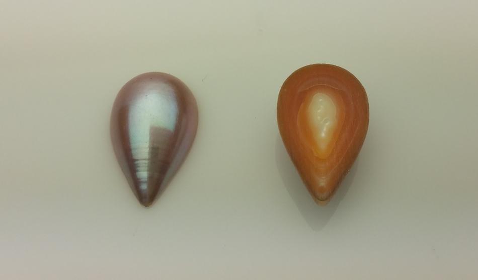Freshwater pearl sliced in half
